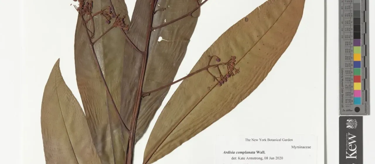 Ardisia complanata