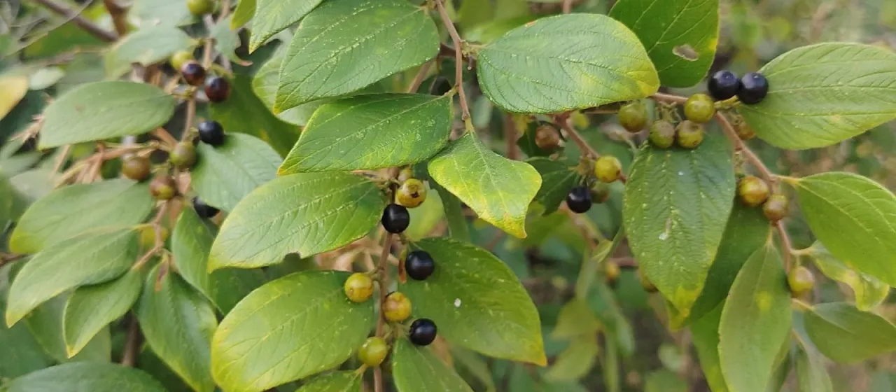 Ziziphus oenopolia