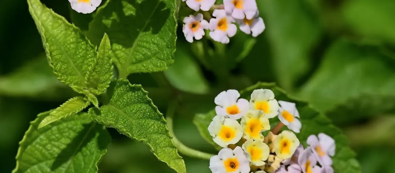 Lantana