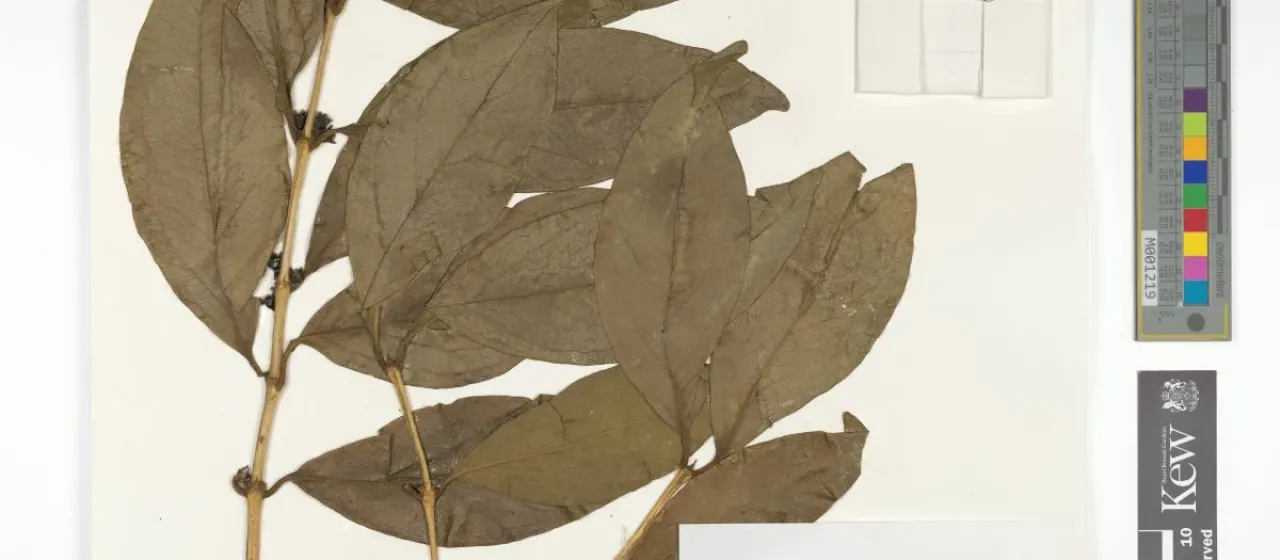 Discospermum sphaerocarpum