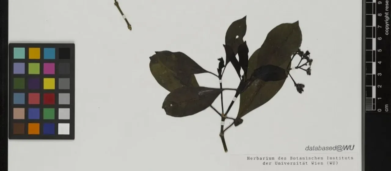 Psychotria zeylanica