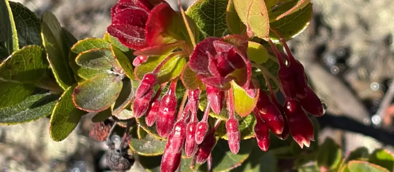 Vaccinium reticulatum