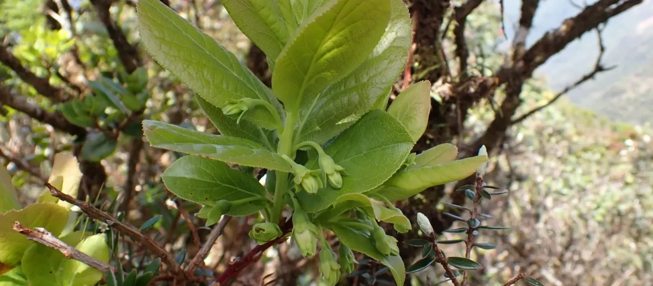 Vaccinium calycinum