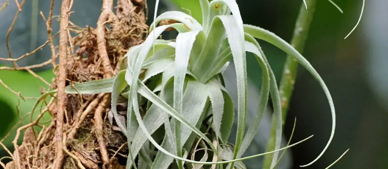 Тилландсия Гарднера