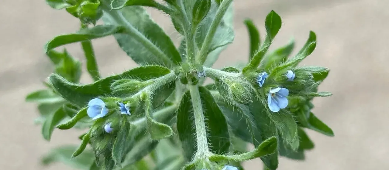 European stickseed