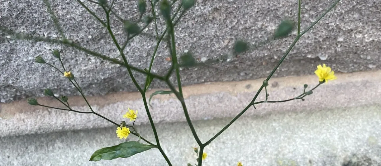 Nipplewort