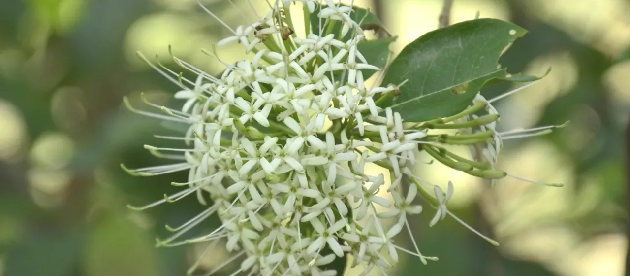Indian pavetta