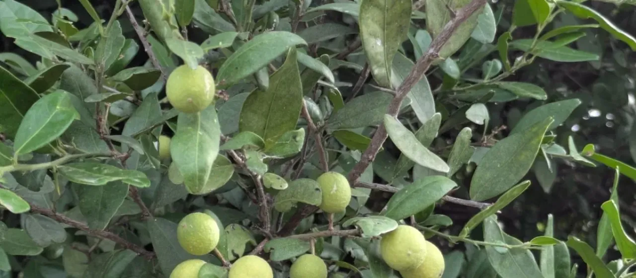 Atalantia monophylla