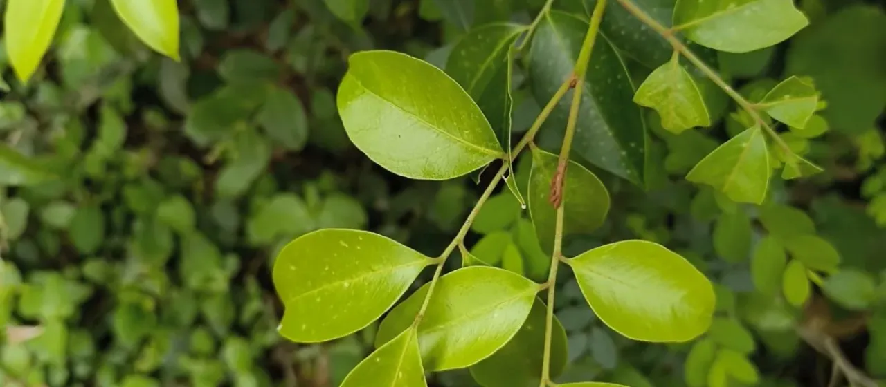 Glycosmis mauritiana
