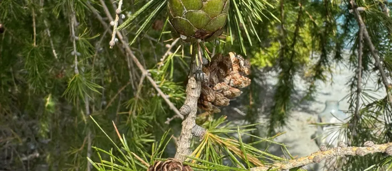 European larch