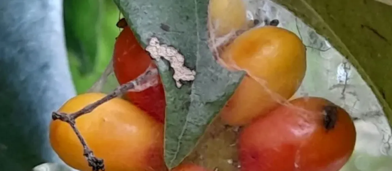 Tiliacora acuminata