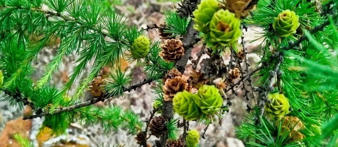 Dahurian larch