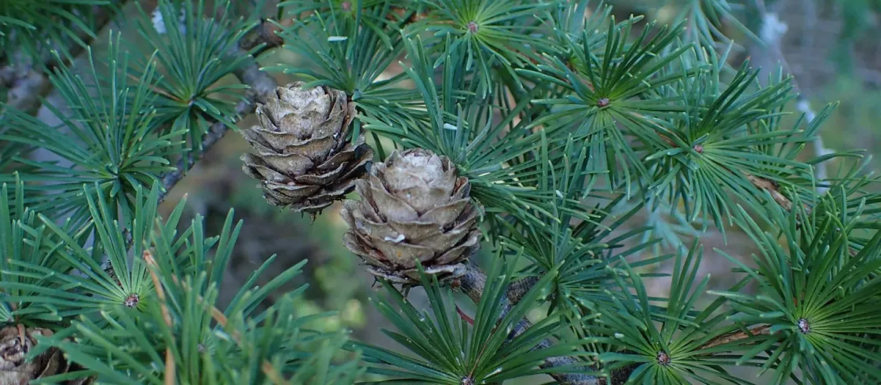 Japanese larch