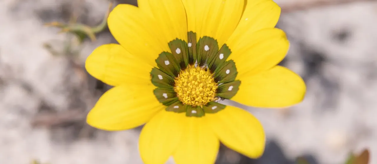 Gazania pectinata