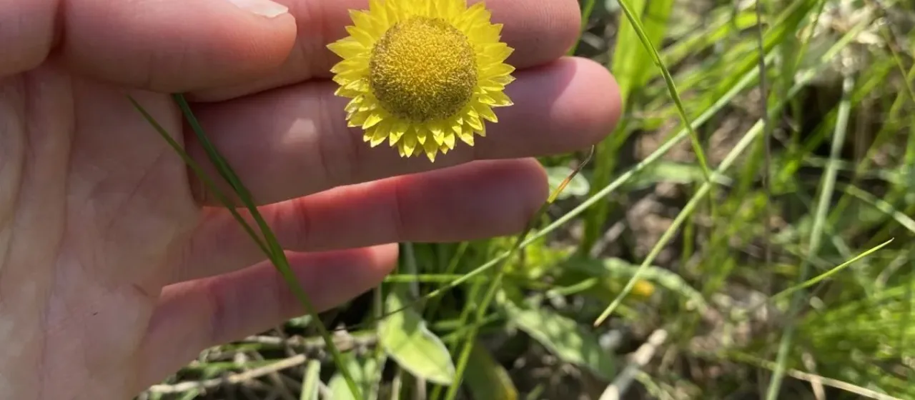 Golden everlasting