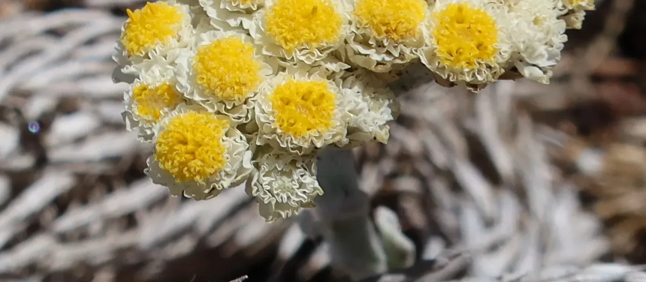 Curly-leaf everlasting