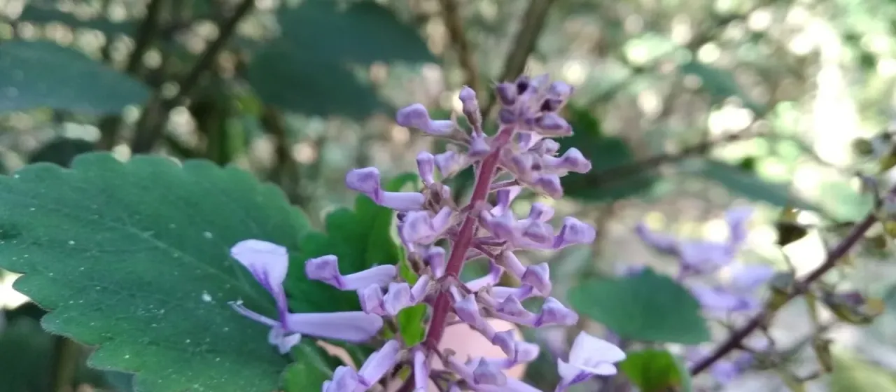 Zulu spurflower