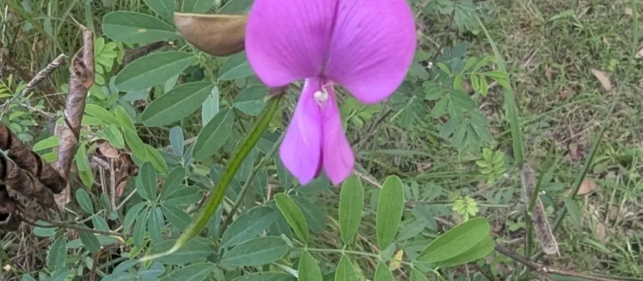 Tephrosia grandiflora