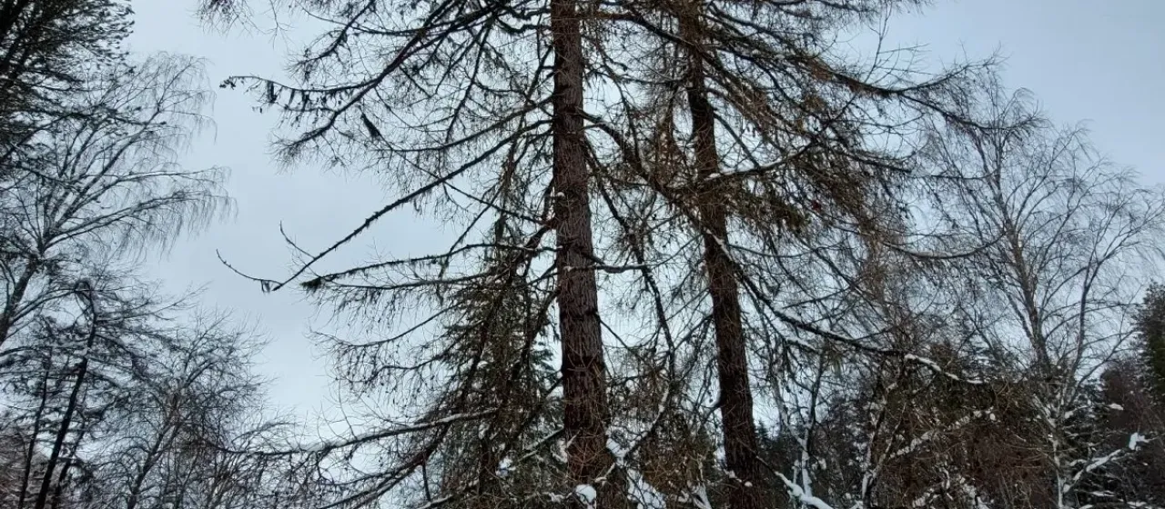 Siberian larch