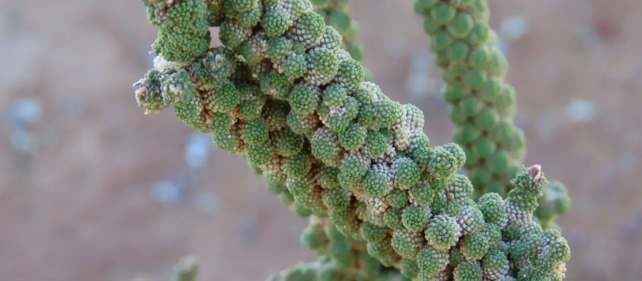 Tiganophyton karasense