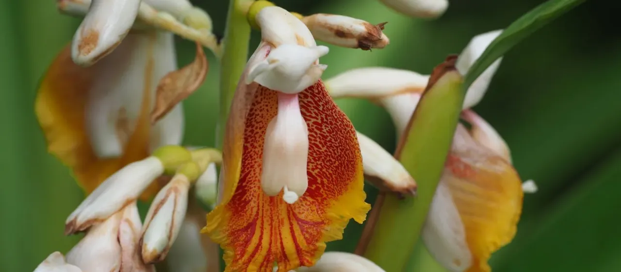 Alpinia mutica