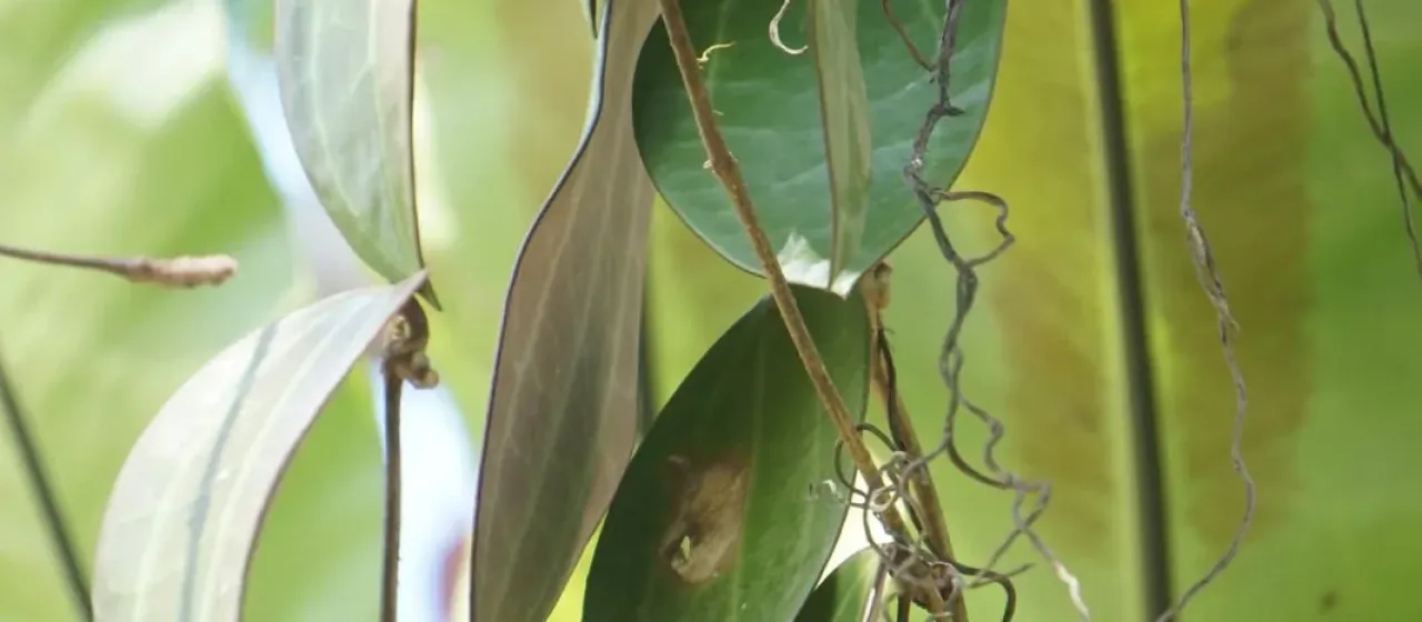 Hoya latifolia