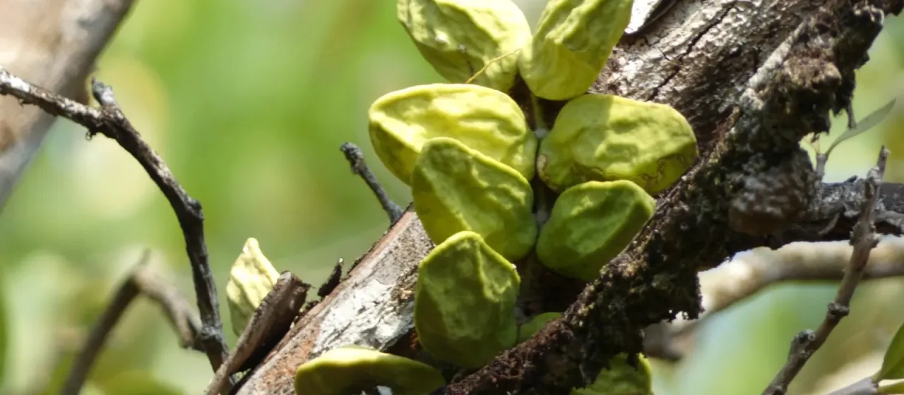 Dischidia major