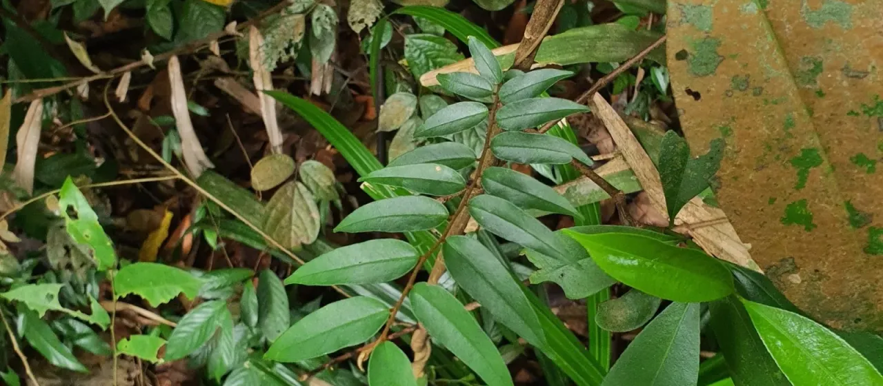 Erycibe leucoxyloides