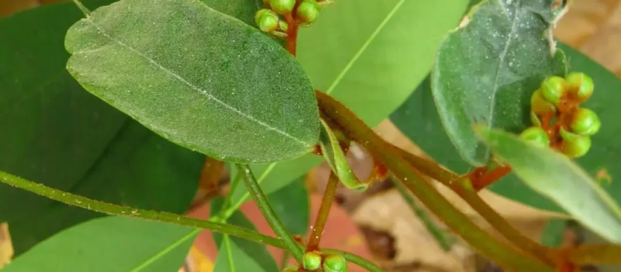 Erycibe tomentosa