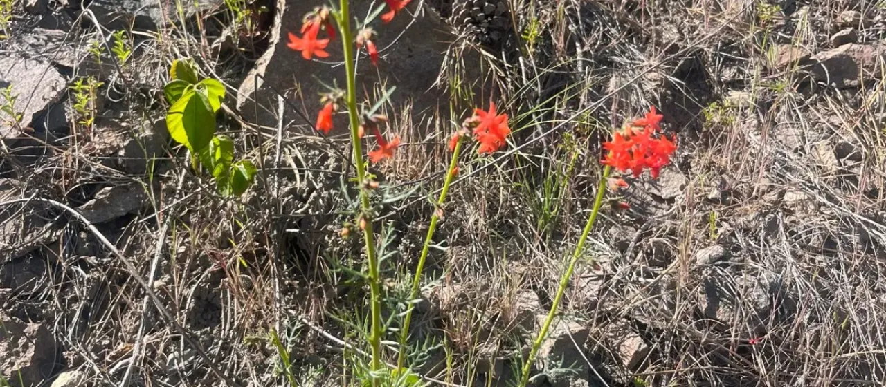 Scarlet gilia