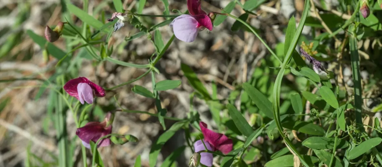 Spanish vetchling