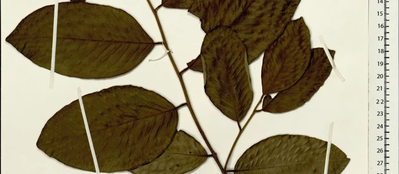 Parinari anamensis