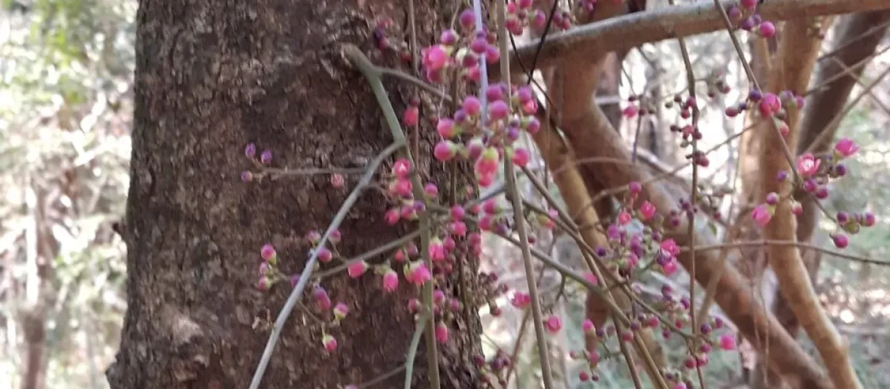 Sorindeia madagascariensis
