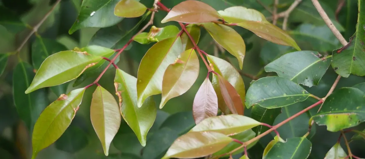 Syzygium formosanum