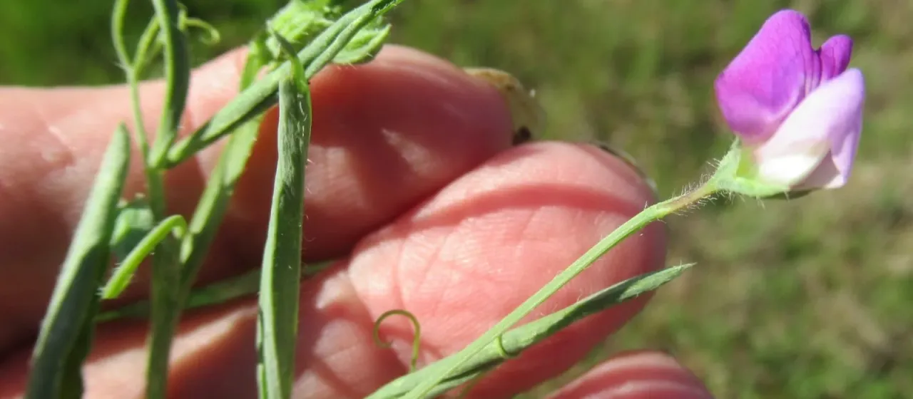 Rough pea