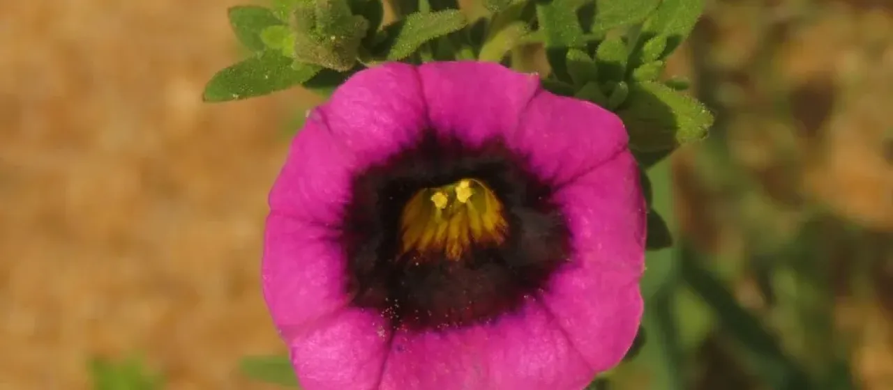 Calibrachoa thymifolia