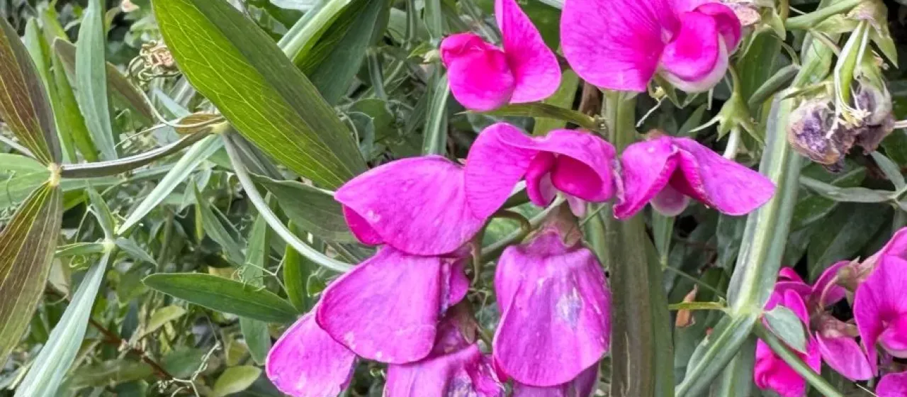 Broad-leaved everlasting pea