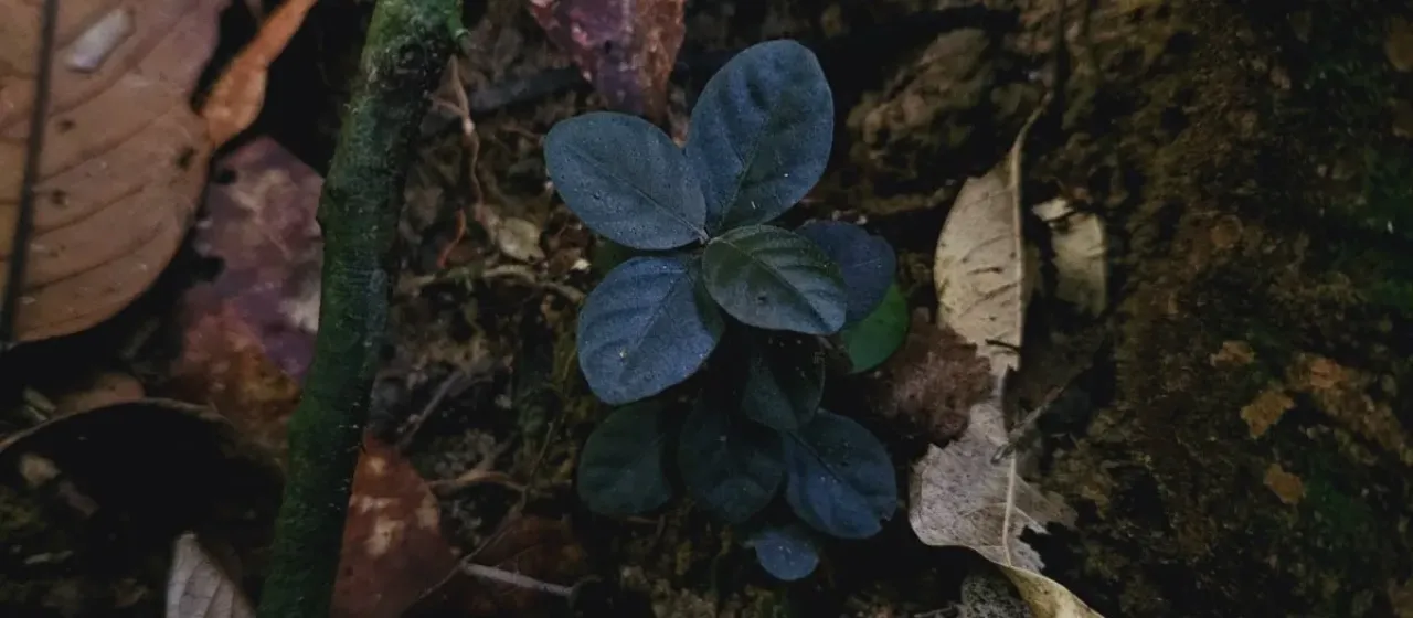 Ptyssiglottis