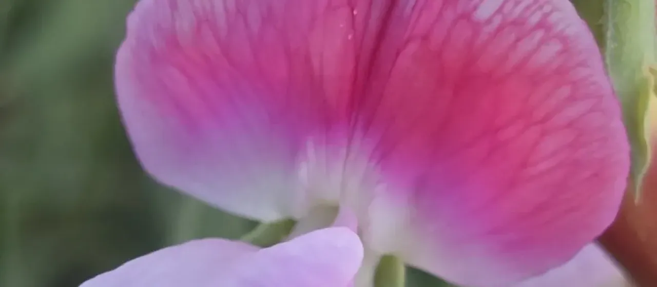Sweet pea