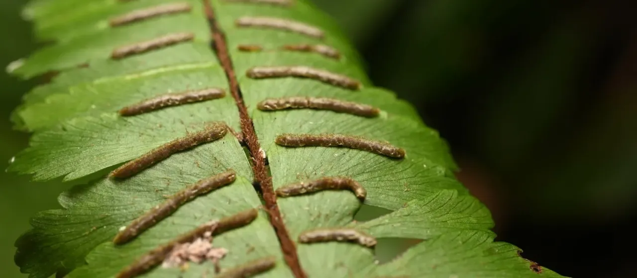 Adiantum pulverulentum