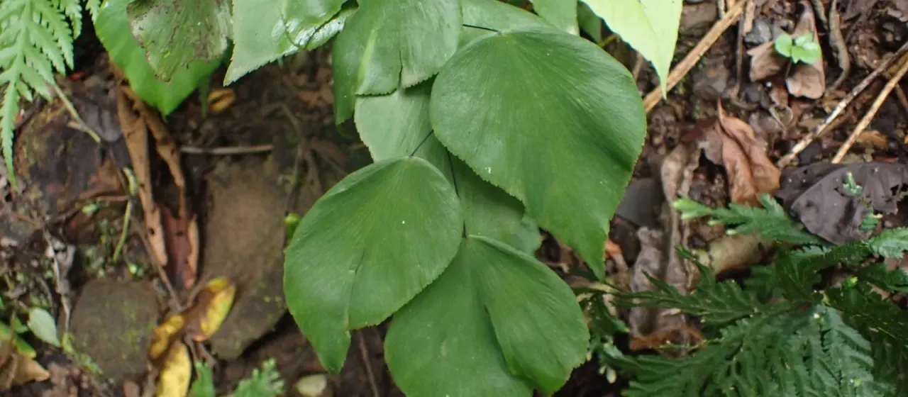 Seemann's Maidenhair