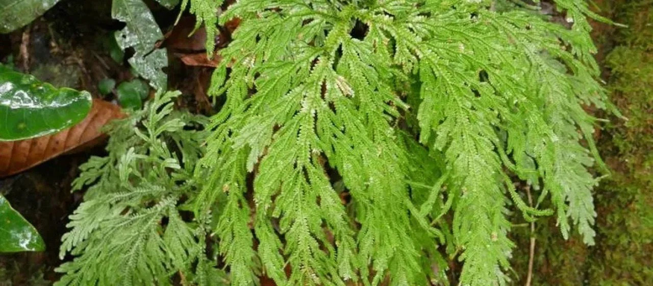 Selaginella hordeiformis