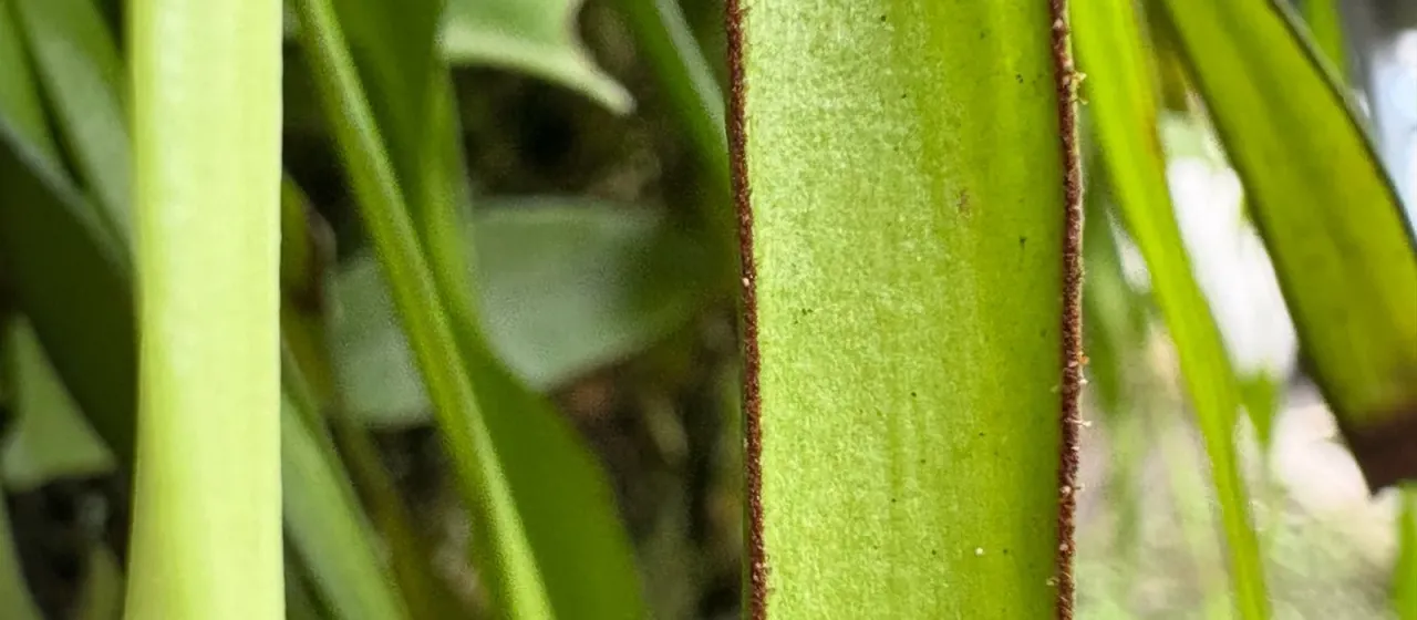 Haplopteris elongata