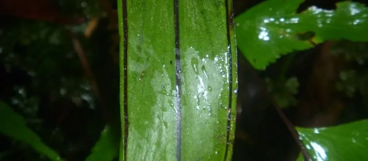 Haplopteris scolopendrina