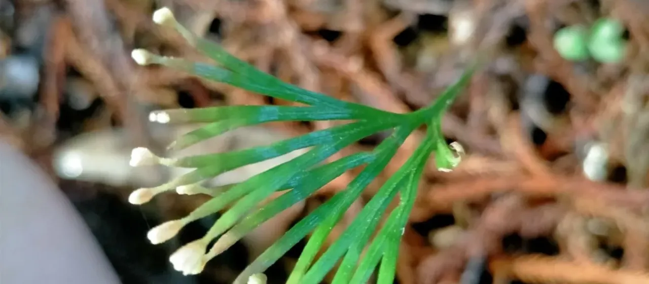 Forked comb fern