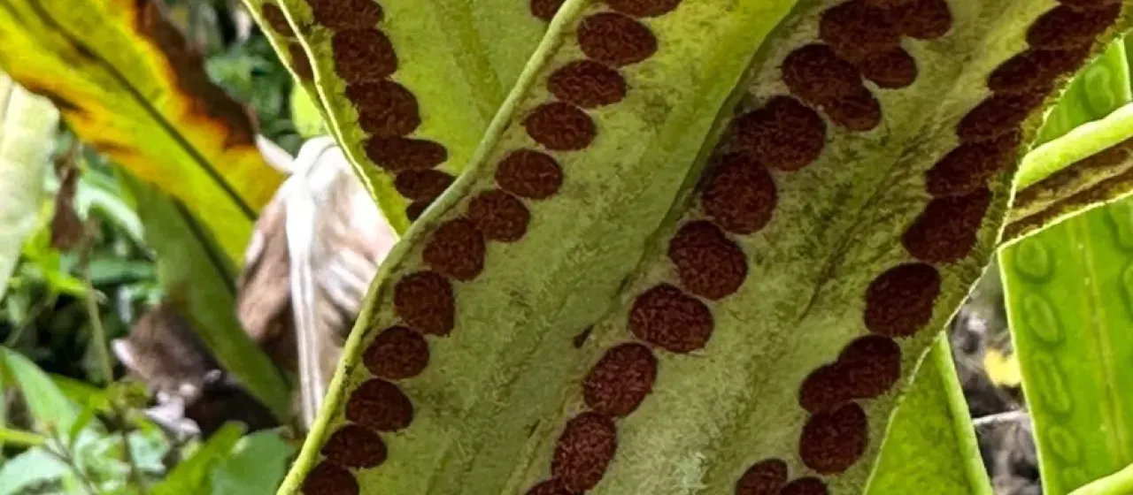 Pyrrosia angustata