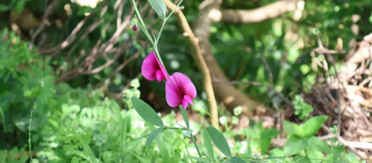 Tangier pea