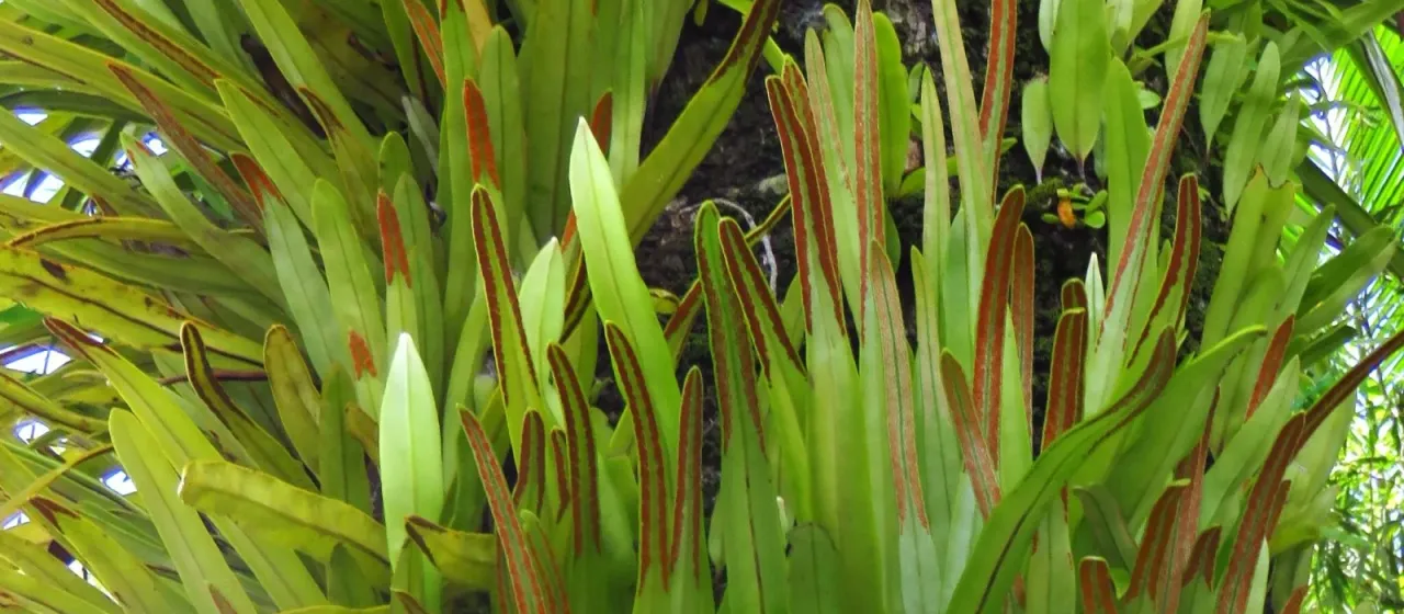 Pyrrosia longifolia