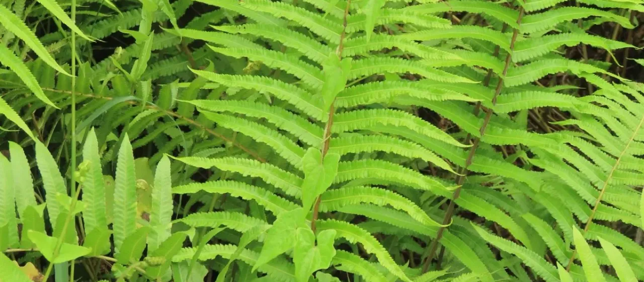 Thelypteris arida