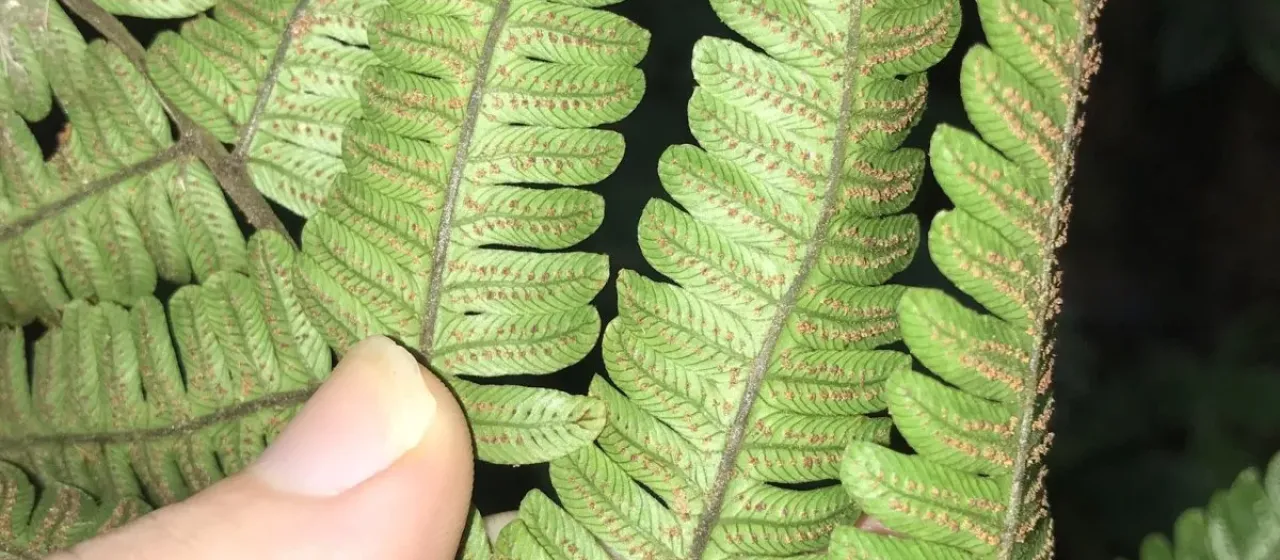 Thick-leaved thelypteris